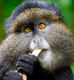 5 Days Rwanda Golden Monkey Trekking and Hiking Adventure
