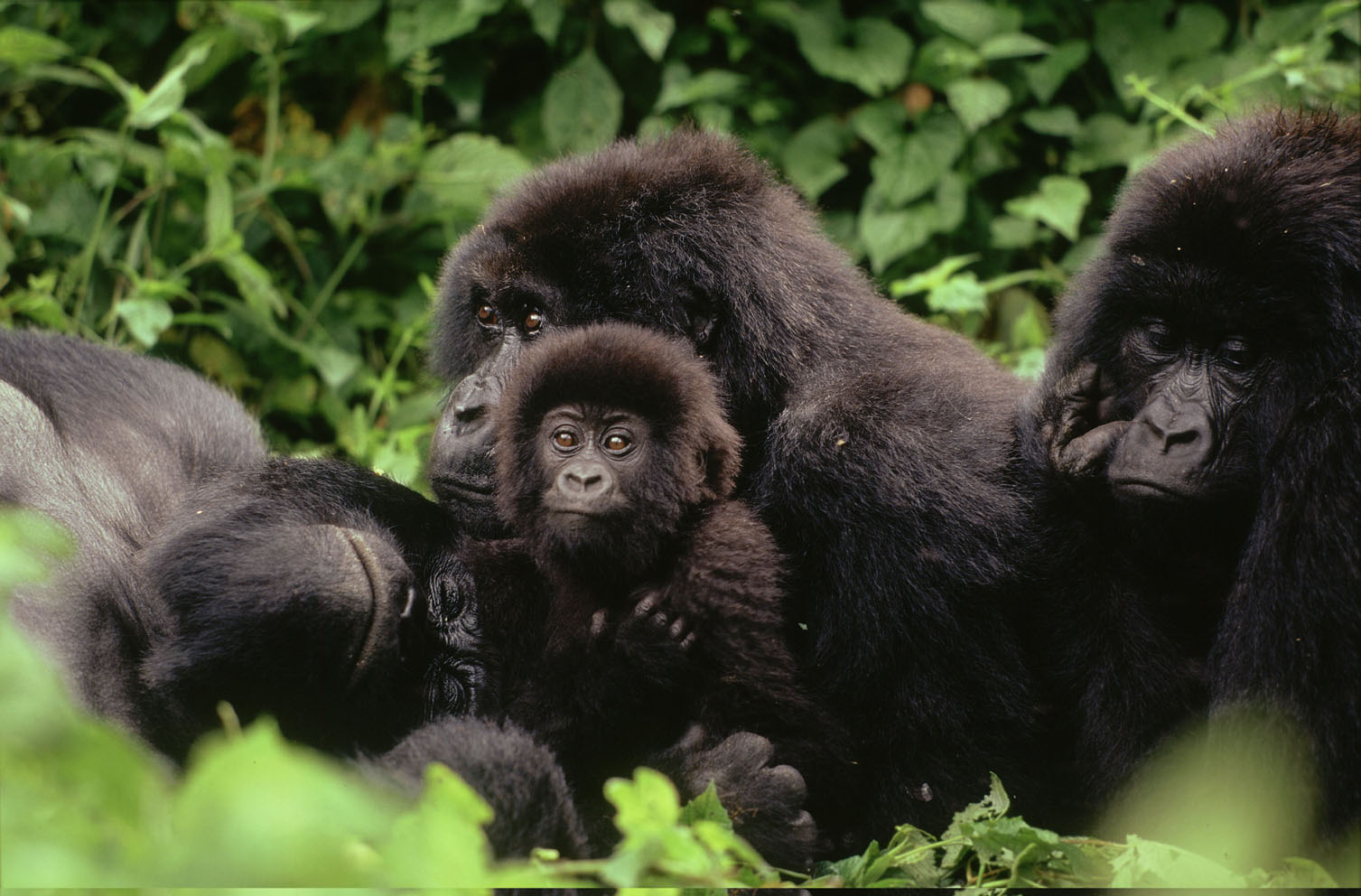 5 Days Rwanda Gorilla Trekking Tour 